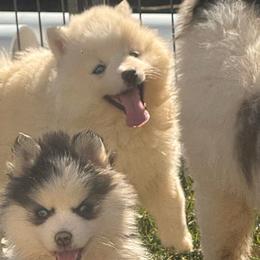Scarlett - White female Pomsky puppy in Bucyrus, Missouri from Hill Top Pomskies
