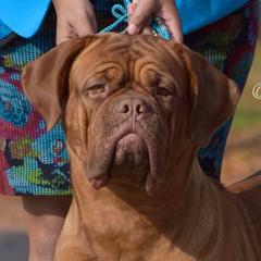 Ruby - Dogue de Bordeaux