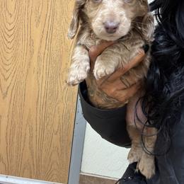 Boy 1 - Fawn (Isabella) male Dachshund puppy in Rio, Wisconsin from Three K Miniature Dachshunds
