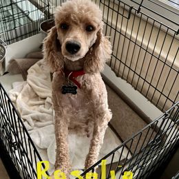 Rosalie - Poodle