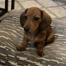 Dachshund Puppies from Scottland Ranch Dachshunds