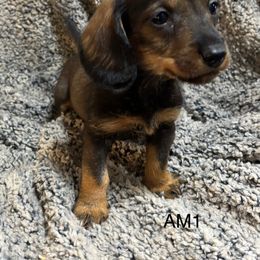 AM1 - Wild boar male Dachshund puppy in South Carolina from Purebred Dachshunds