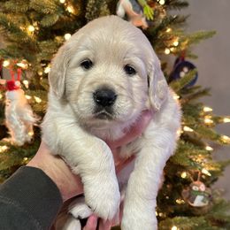 Sugar - Light golden Golden Retriever puppy in Mesa, Arizona from Superstition Goldens