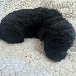 Girl 2 - Black female Poodle puppy in Bremen, Georgia from Kelley’s Poodle Patch