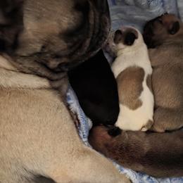 French Bulldogs from Ana Nix
