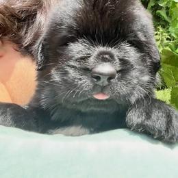 Newfoundland Puppies from Black Lions Newfoundlands