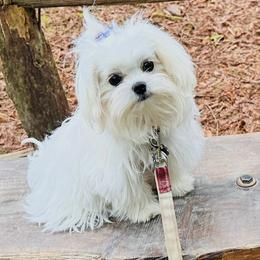 Holly Hobby - Maltese
