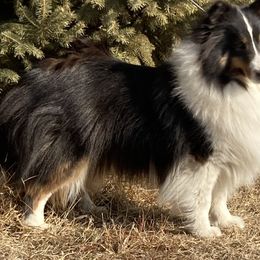 Paige - Shetland Sheepdog