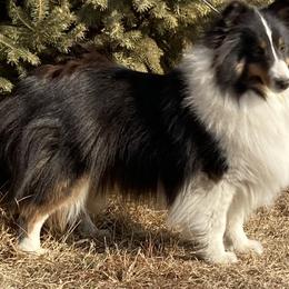 Paige - Shetland Sheepdog