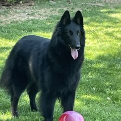 Paris - Belgian Sheepdog