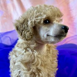Blue Collar - Apricot male Poodle puppy in Kingston, Oklahoma from Tribal Poodles