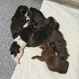 Girl 1 - Tri-color female Australian Labradoodle puppy in Mount Gilead, North Carolina from Tillery Labradoodles