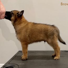 Brown Collar - Fawn male Belgian Malinois puppy in Cameron, North Carolina from Wildheart Belgian Malinois