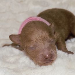 Girl 3 - Poodle puppy in Miami Dade County, Florida from RoyalPaws_Miami