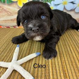 Cleo - Liver female Miniature Schnauzer puppy in Sylvania, Georgia from Southern Sky Miniature Schnauzers