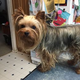 Cameo - Yorkshire Terrier