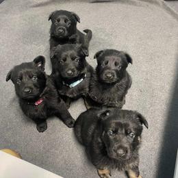 Border Collie and German Shepherd Puppies from Von Guadachi German Shepherds & Audacity Border Collies