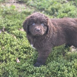 Pink girl - Brown female Newfoundland puppy in Hale, Missouri from Grand River Newfoundlands