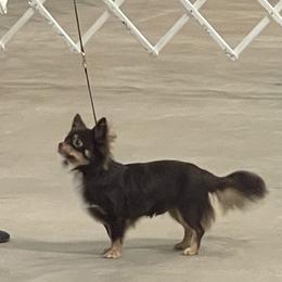 Fierce - Chihuahua