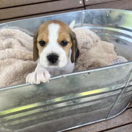 Beagle Puppies from Leslie Beagles of Leslie Farm