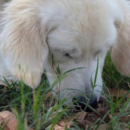 Nora - Light golden female Golden Retriever puppy in Chandler, Arizona from Az K9 Companions