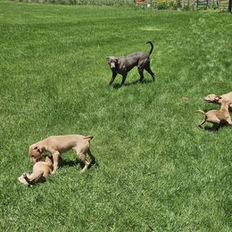 Blue Lacy Puppies from Red River Blue Lacys