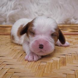Cavalier King Charles Spaniel Puppies from Phoenix Cavaliers King Charles Spaniels