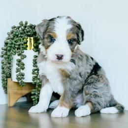 Boy 3 - Merle male Bernedoodle puppy in Spanish Fork, Utah from K Brand Doodles