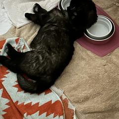 Leonberger Puppies from Desert Magick Leonbergers