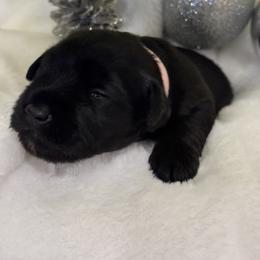 Grace - Black female Miniature Schnauzer puppy in Bullard, Texas from Black Gold Miniature Schnauzers