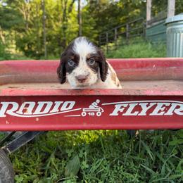 Frannie - Liver white and tan female English Springer Spaniel puppy in Coxs Creek, Kentucky from Bluegrass Bend English Springer Spaniels