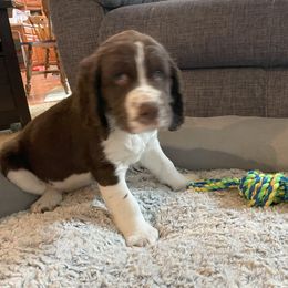 English Springer Spaniel Puppies from Timothy Naylor