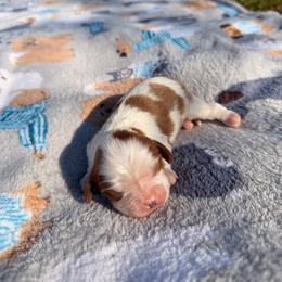 Glinda - Blenheim female Cavalier King Charles Spaniel puppy in Rockville, Maryland from Skais the Limit