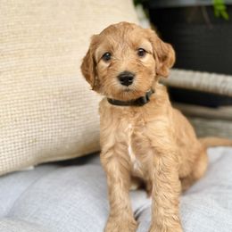 Nova - Red  male Goldendoodle puppy in Charles Town, West Virginia from Locust Hill Goldendoodles