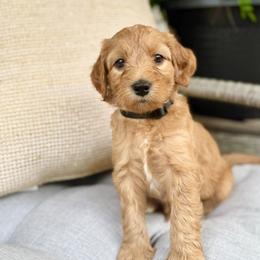 Nova - Red  male Goldendoodle puppy in Charles Town, West Virginia from Locust Hill Goldendoodles
