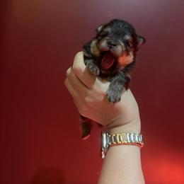 Milo - Black and tan male Pomeranian puppy in Lillington, North Carolina from Dignified Poms