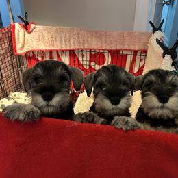 Miniature Schnauzer Puppies from Mystique Miniature Schnauzers