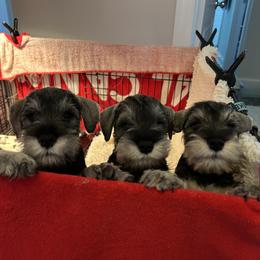 Miniature Schnauzer Puppies from Mystique Miniature Schnauzers