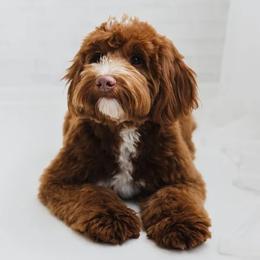 Dublin - Goldendoodle