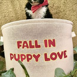 Bernedoodle Puppies from Northern NY Bernedoodles