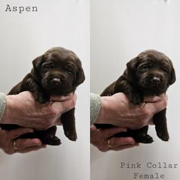 Aspen- Pink Collar - Chocolate female Labrador Retriever puppy in Boyd, Minnesota from Lindley Labradors
