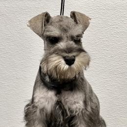 Giant Schnauzer and Miniature Schnauzer Puppies from My Angel Schnauzers