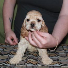 Sunny - Buff male Cocker Spaniel puppy in Charleston, Tennessee from Nefer's Kennel