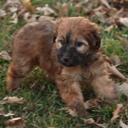 Rosie - Red female Whoodle puppy in West Bend, Iowa from Blue Skies Terriers