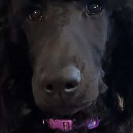 Poodles from In The Wren's Nest