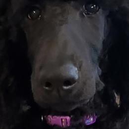 Poodles from In The Wren's Nest