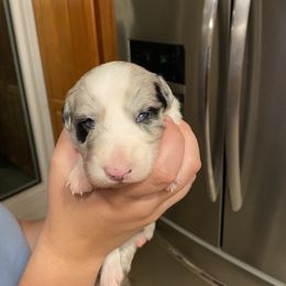 Dolly (Skye Blu) - Blue merle Border Collie puppy in Huntersville, North Carolina from MJ Border Collies