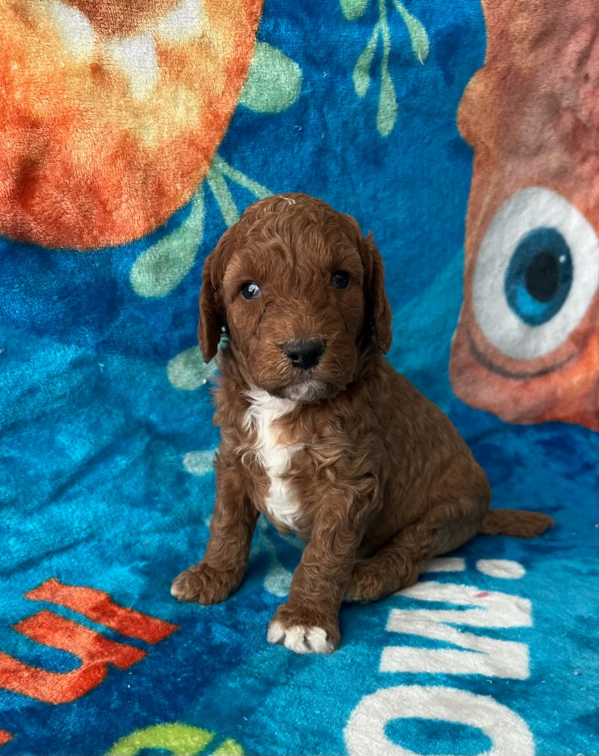 Poodle Puppies from Princely Poodles