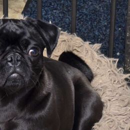 Bean - Pug
