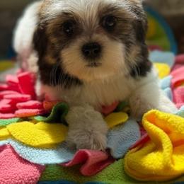 Brittany - Tricolor female Shih Tzu puppy in Stafford, Virginia from Bayview Pups
